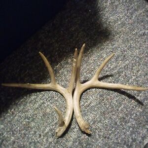 Set Of Whitetail Deer Antlers Naturally Shed